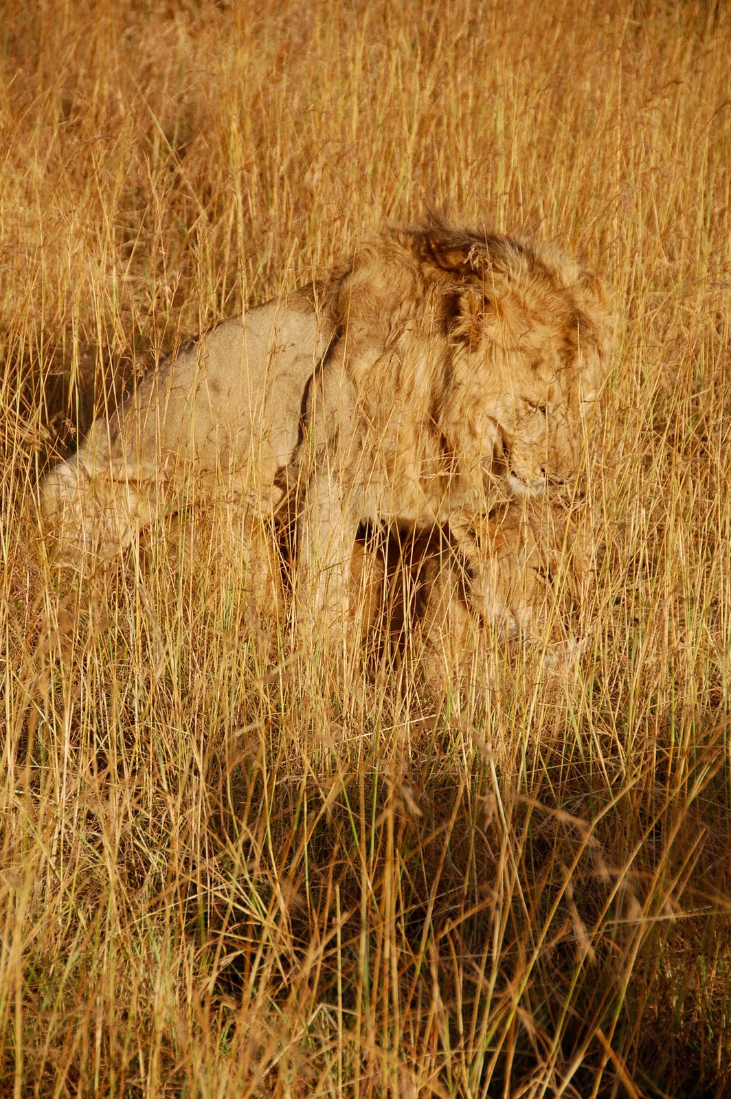 Africa:Kenya (Masai Mara Park) Africa:Kenya (Masai Mara Park)
