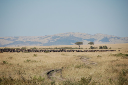 Africa:Kenya (Masai Mara Park) Africa:Kenya (Masai Mara Park)