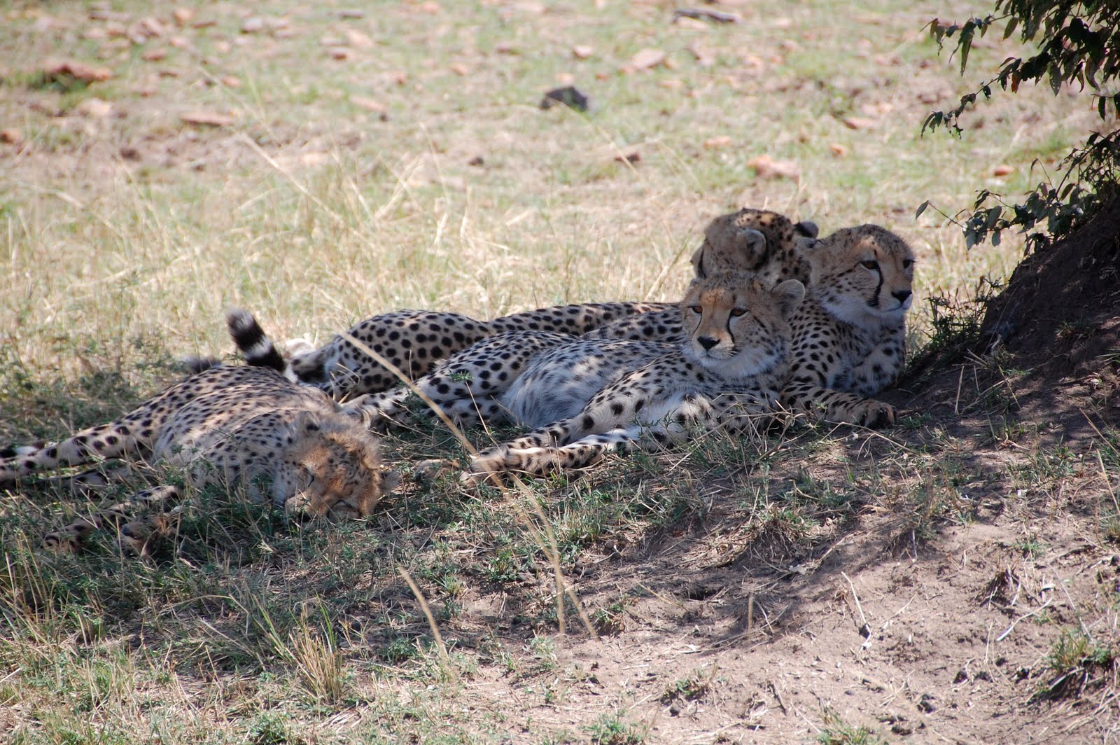 Africa:Kenya (Masai Mara Park) Africa:Kenya (Masai Mara Park)