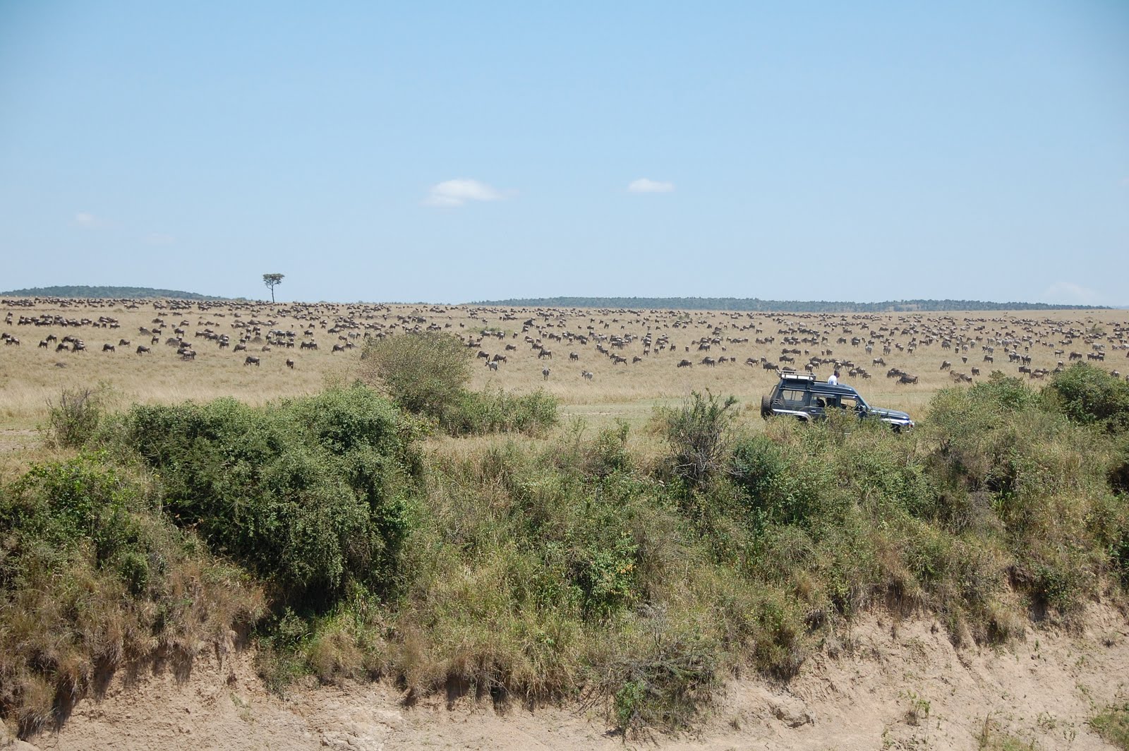 Africa:Kenya (Masai Mara Park) Africa:Kenya (Masai Mara Park)