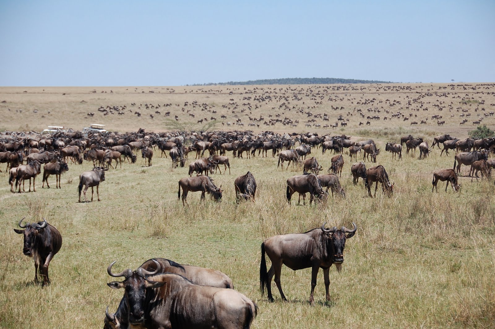 Africa:Kenya (Masai Mara Park) Africa:Kenya (Masai Mara Park)