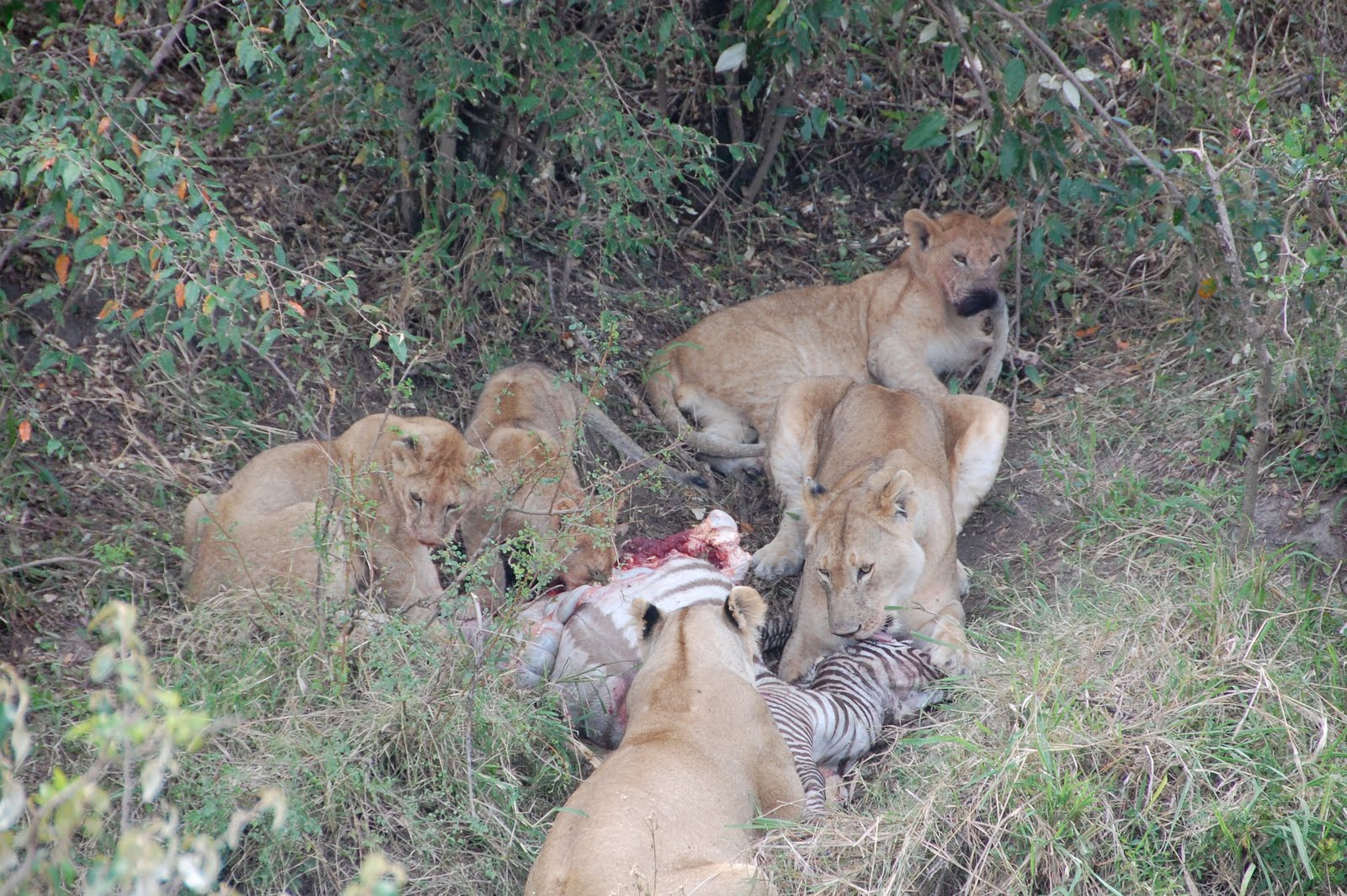 Africa:Kenya (Masai Mara Park) Africa:Kenya (Masai Mara Park)