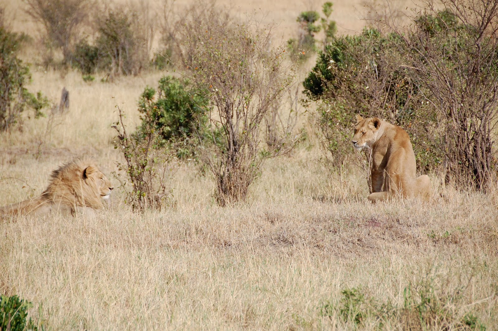 Africa:Kenya (Masai Mara Park) Africa:Kenya (Masai Mara Park)