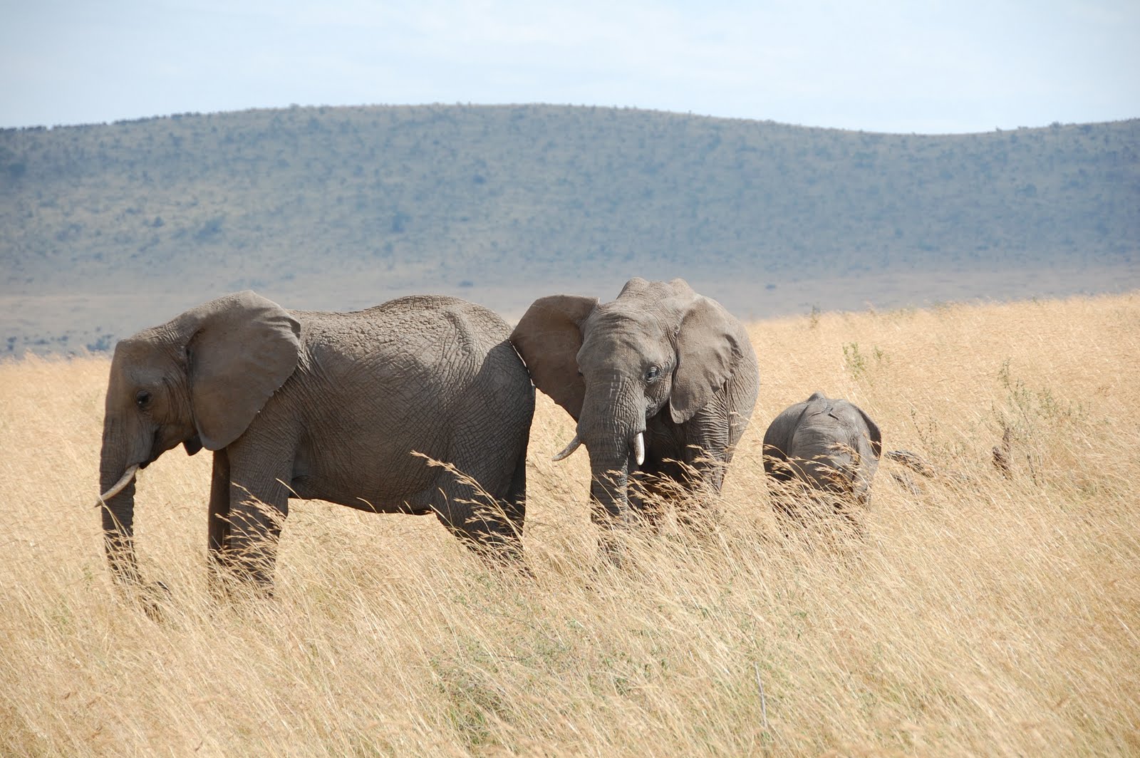 Africa:Kenya (Masai Mara Park) Africa:Kenya (Masai Mara Park)