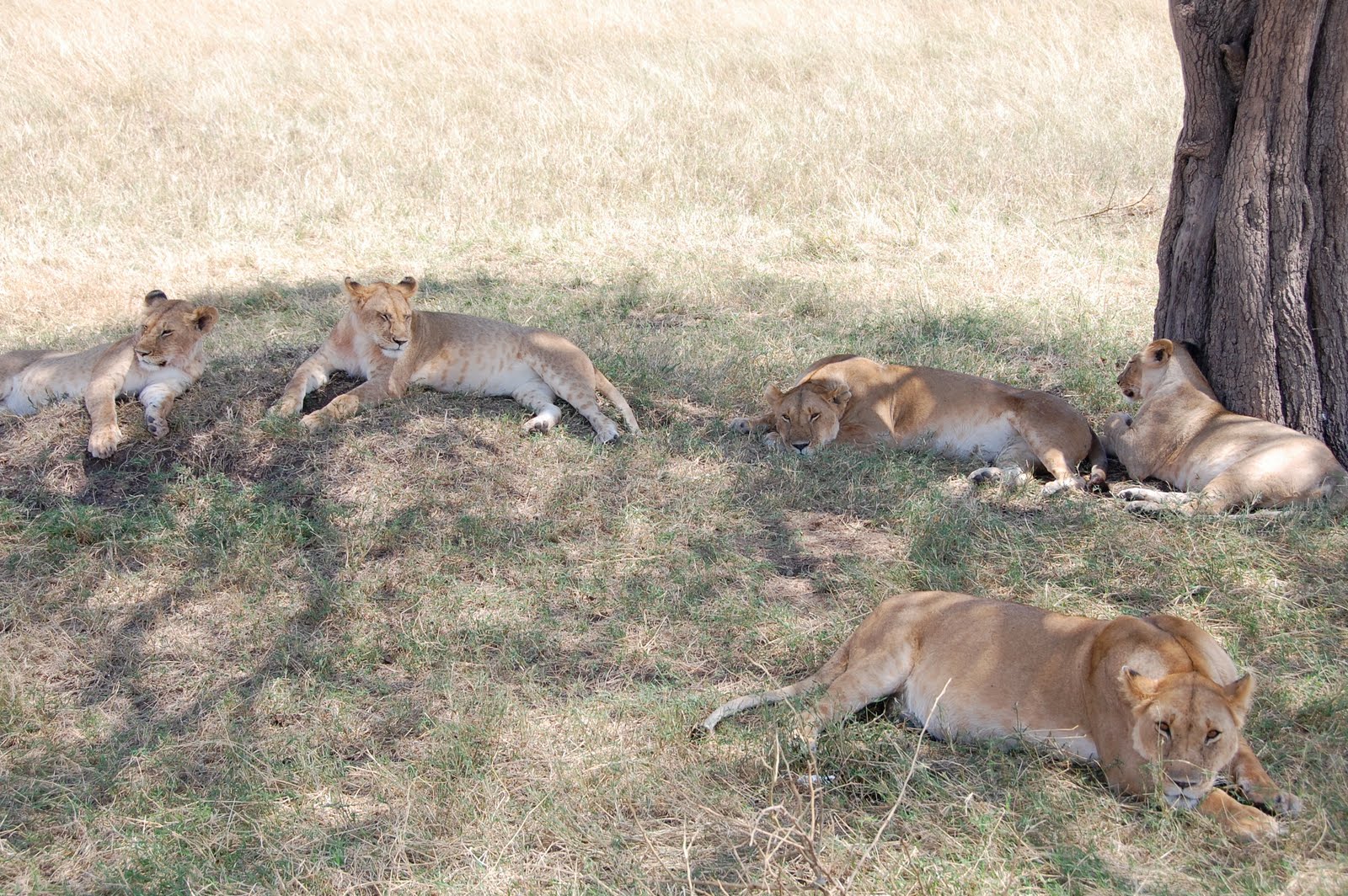 Africa:Kenya (Masai Mara Park) Africa:Kenya (Masai Mara Park)