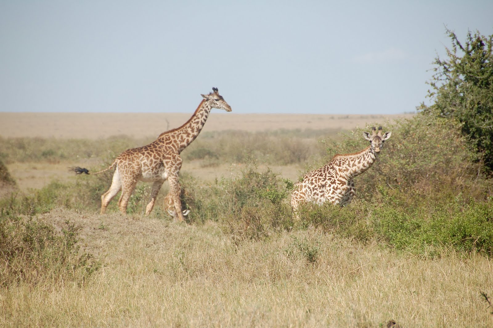 Africa:Kenya (Masai Mara Park) Africa:Kenya (Masai Mara Park)