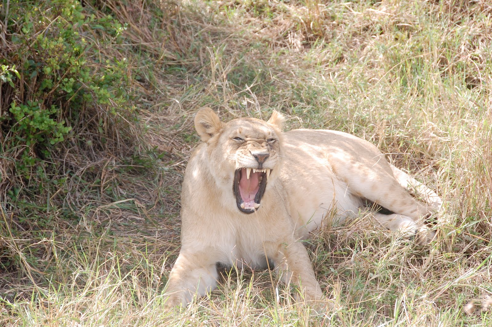 Africa:Kenya (Masai Mara Park) Africa:Kenya (Masai Mara Park)