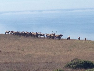 Tomales Bay Elk Hike