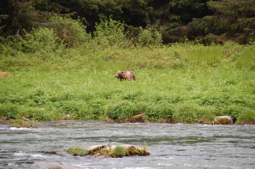Bear Watching In Alaska