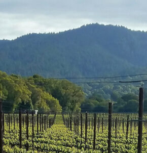 Anderson Valley Tasting Rooms
